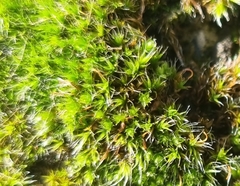 Grimmia pulvinata