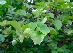 Cordia grandicalyx