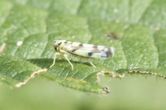Eupteryx atropunctata