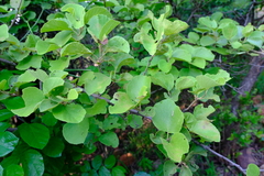 Cordia grandicalyx