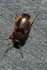 Mycetophagus quadriguttatus
