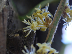 Actinodaphne hookeri