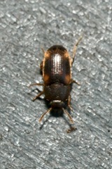 Mycetophagus quadriguttatus