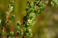 Cliffortia carinata