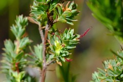Cliffortia carinata
