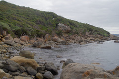 Melaleuca cuticularis