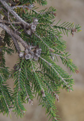 Melaleuca cuticularis