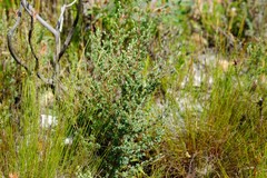Cliffortia carinata