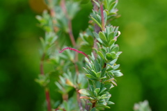 Cliffortia carinata