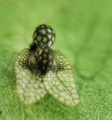 Alloiothucha artocarpi