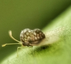 Alloiothucha artocarpi