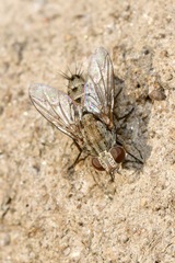 Taxigramma