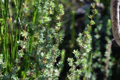 Cliffortia carinata