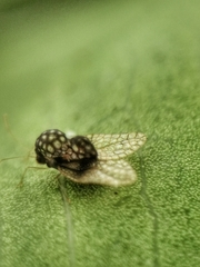 Alloiothucha artocarpi