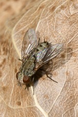 Taxigramma