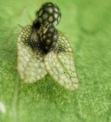 Alloiothucha artocarpi