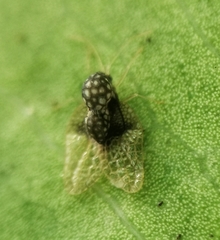 Alloiothucha artocarpi