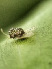 Alloiothucha artocarpi