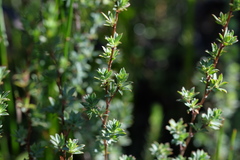 Cliffortia carinata