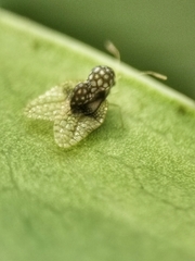 Alloiothucha artocarpi