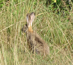 Lepus victoriae