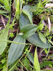 Ophrys lutea