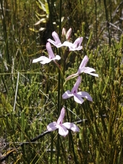 Disa gladioliflora gladioliflora