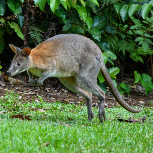 Red-necked Pademelon, Mount Glorious QLD 4520, Australia, photo 6 of 10