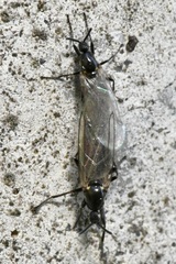 Scatopse notata