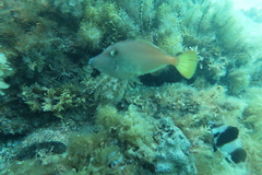 Meuschenia flavolineata