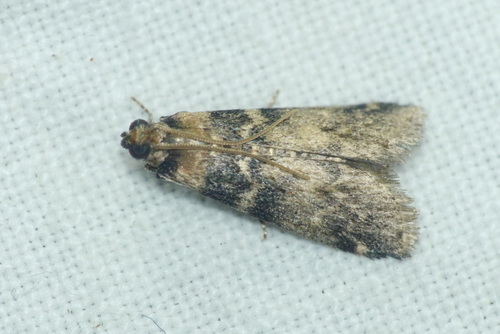 Ash-bark Knot-horn