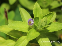 Limnophila chinensis