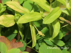 Limnophila chinensis