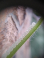 Insecta
