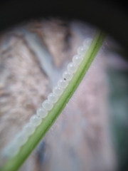 Insecta