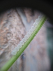 Insecta