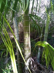 Dypsis onilahensis