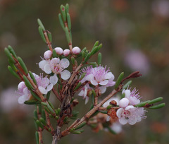 Hypocalymma strictum