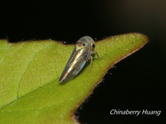 Idioscopus clypealis