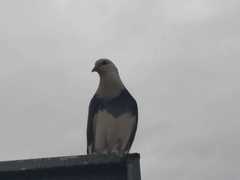 Columba livia domestica