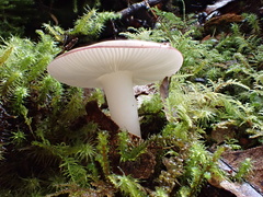 Russula azurea