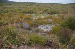 Hypocalymma strictum