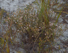 Hypocalymma strictum