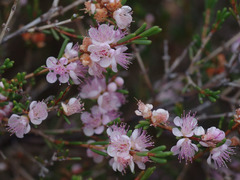 Hypocalymma strictum