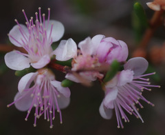 Hypocalymma strictum