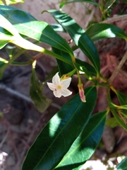 Mascarenhasia