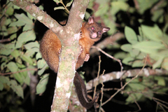 Trichosurus johnstonii