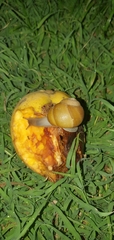 Xanthomelon pachystylum
