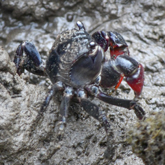 Neosarmatium trispinosum