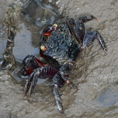 Neosarmatium trispinosum